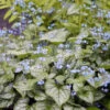 'Jack Frost' Siberian Bugloss -Perennials Store brunnera jack frost 3