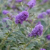 Lo & Behold® 'Blue Chip' Butterfly Bush -Perennials Store buddleia lo behold blue chip 1 L