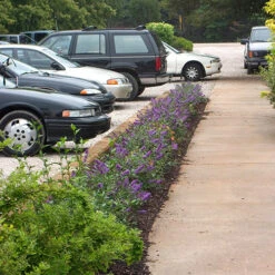 Lo & Behold® 'Blue Chip' Butterfly Bush -Perennials Store buddleia lo behold blue chip 2 P