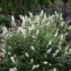 'Miss Pearl' Butterfly Bush 1 'Miss Pearl' Butterfly Bush -Perennials Store buddleia miss pearl 4 P