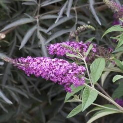 'Miss Ruby' Butterfly Bush 12 'Miss Ruby' Butterfly Bush -Perennials Store buddleia miss ruby 4 P