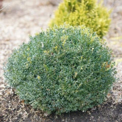 North Star® Boxwood -Perennials Store buxus north star 1