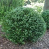 North Star® Boxwood 2 North Star® Boxwood -Perennials Store buxus north star 3