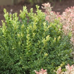 North Star® Boxwood -Perennials Store buxus north star 4