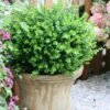 Sprinter® Boxwood 2 Sprinter® Boxwood -Perennials Store buxus sprinter boxwood 1