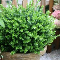 Sprinter® Boxwood -Perennials Store buxus sprinter boxwood 2
