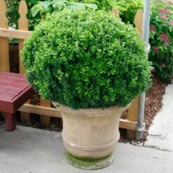 Sprinter® Boxwood -Perennials Store buxus sprinter boxwood 4