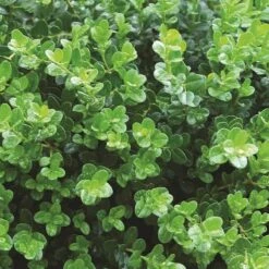 Sprinter® Boxwood -Perennials Store buxus sprinter boxwood 5