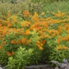 Orange Milkweed -Perennials Store c3d10921168a560471ba8f01d325ee6e