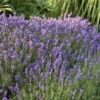 'Hidcote' Lavender -Perennials Store ca835650a463bd9b9f92bf4a960d460c