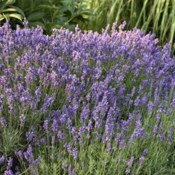 'Hidcote' Lavender