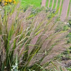 Korean Feather Reed Grass 7 Korean Feather Reed Grass -Perennials Store calamagrostis brachytricha 2