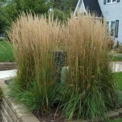 'Karl Foerster' Feather Reed Grass -Perennials Store calamagrostis karl foerster feather reed grass 3 sw