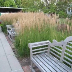 'Karl Foerster' Feather Reed Grass -Perennials Store calamagrostis karl foerster feather reed grass 6 sw