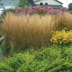 'Karl Foerster' Feather Reed Grass -Perennials Store calamagrostis karl foerster feather reed grass 8 sw