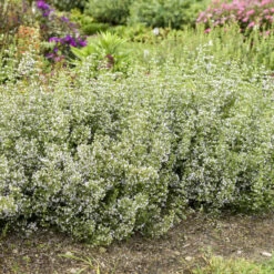 Calamint -Perennials Store calamint catmint