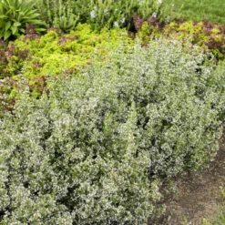 Calamint -Perennials Store calamint catmint 4
