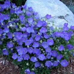 'Rapido Blue' Bellflower -Perennials Store campanula rapido blue 1