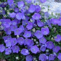 'Rapido Blue' Bellflower -Perennials Store campanula rapido blue 2