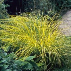 'Bowles Golden' Sedge -Perennials Store carex bowles golden 3