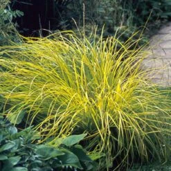 Brighten A Shady Spot Collection -Perennials Store carex bowles golden 3 846f61fa 4e44 44a6 91d9 8307e52e0dfb
