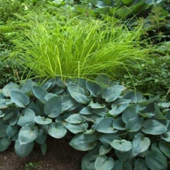 'Bowles Golden' Sedge -Perennials Store carex bowles golden 4