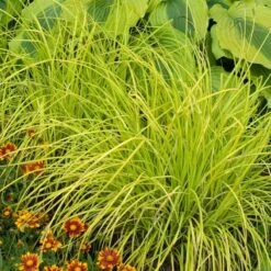 'Bowles Golden' Sedge -Perennials Store carex bowles golden 5