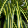 EverColor® 'Eversheen' Sedge -Perennials Store carex oshimensis eversheen sedge