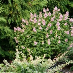 Beyond Pink'd™ Bluebeard 8 Beyond Pink'd™ Bluebeard -Perennials Store caryopteris beyond pinkd 4 sw