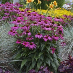 'Purple Emperor' Coneflower -Perennials Store cceea3f0f81c56f7094f90475b0e60e8