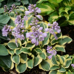 'Mini Skirt' Hosta -Perennials Store cd02831323a883976c9dc71c4e164c72