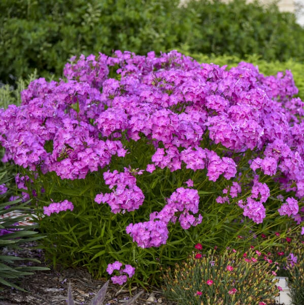'Opening Act Ultrapink' Hybrid Phlox 4 'Opening Act Ultrapink' Hybrid Phlox - Image 2