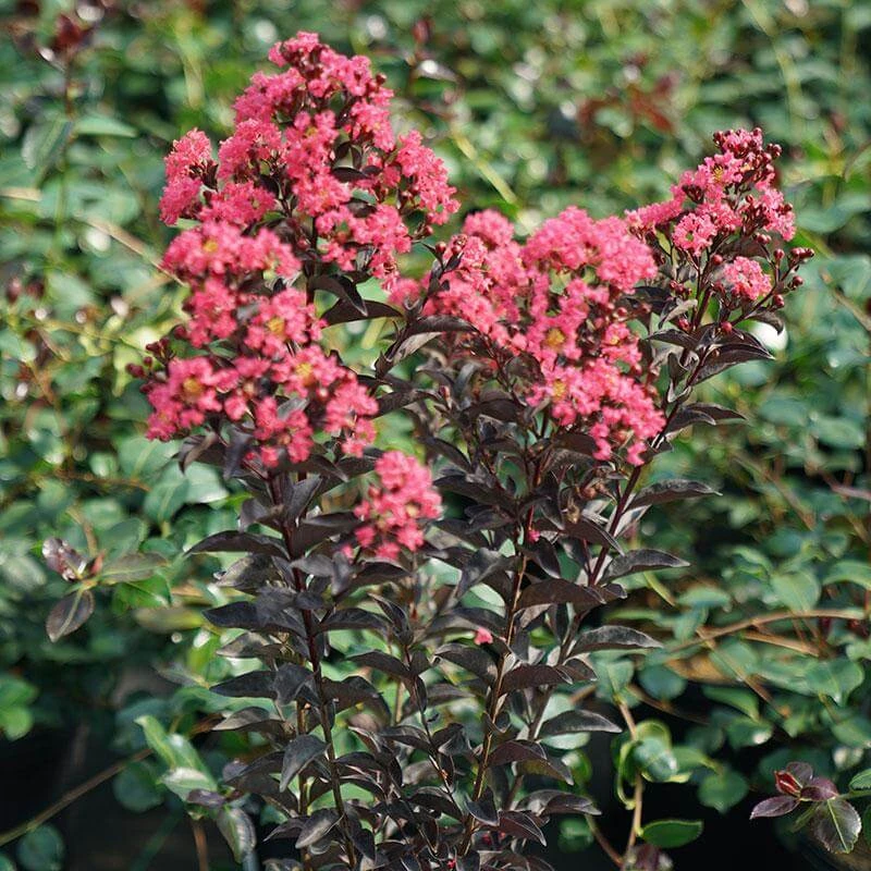 Center Stage® Coral Crapemyrtle 4 Center Stage® Coral Crapemyrtle - Image 2
