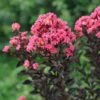 Center Stage® Coral Crapemyrtle -Perennials Store center stage coral crapemyrtle 2 sw