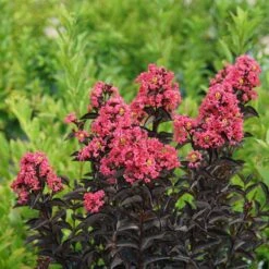 Center Stage® Coral Crapemyrtle 9 Center Stage® Coral Crapemyrtle -Perennials Store center stage coral crapemyrtle 3 sw