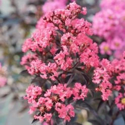 Center Stage® Coral Crapemyrtle 10 Center Stage® Coral Crapemyrtle -Perennials Store center stage coral crapemyrtle 4 sw