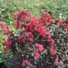 Center Stage® Pink Crapemyrtle 1 Center Stage® Pink Crapemyrtle -Perennials Store center stage pink crapemyrtle 1 sw