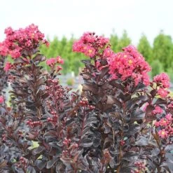 Center Stage® Pink Crapemyrtle -Perennials Store center stage pink crapemyrtle 3 sw