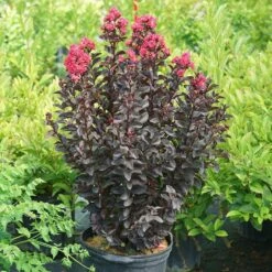 Center Stage® Pink Crapemyrtle -Perennials Store center stage pink crapemyrtle 5 sw