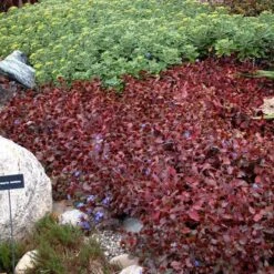 Hardy Plumbago -Perennials Store ceratostigma plumbaginoides plumbago 2 sw