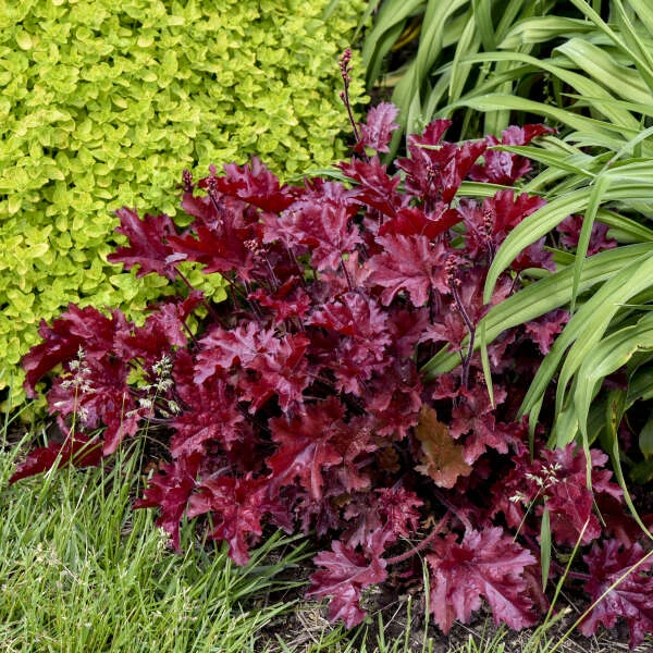 Dolce® 'Cherry Truffles' Coral Bells 4 Dolce® 'Cherry Truffles' Coral Bells - Image 2