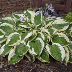 'Patriot' Hosta 10 'Patriot' Hosta -Perennials Store cfeeadbcfa09906c53303e308a61b5cf