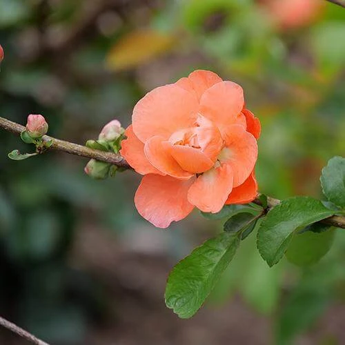 Double Take Peach™ Flowering Quince 3 Double Take Peach™ Flowering Quince - Image 2