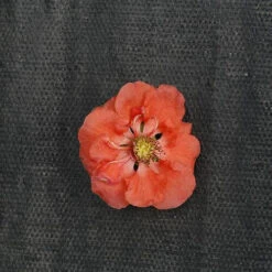 Double Take Peach™ Flowering Quince 7 Double Take Peach™ Flowering Quince -Perennials Store chaenomeles double take peach 2 P sw