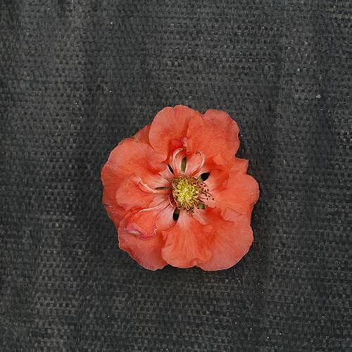 Double Take Peach™ Flowering Quince 4 Double Take Peach™ Flowering Quince - Image 3