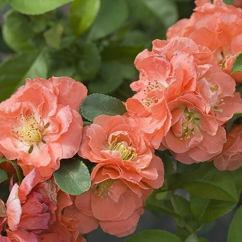 Double Take Peach™ Flowering Quince 2 Double Take Peach™ Flowering Quince