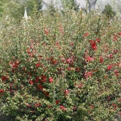 Double Take Pink™ Flowering Quince -Perennials Store chaenomeles double take pink 2 P sw