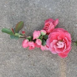 Double Take Pink™ Flowering Quince -Perennials Store chaenomeles double take pink 3 P sw