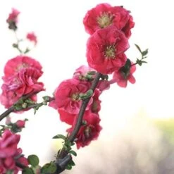 Double Take Pink™ Flowering Quince -Perennials Store chaenomeles double take pink 4 P sw