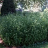 Northern Sea Oats -Perennials Store chasmanthium latifolium sea oats